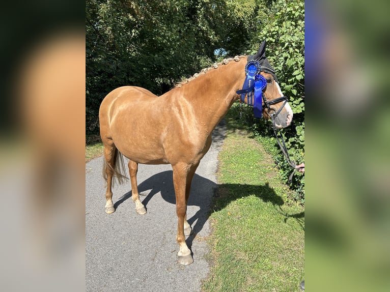 German Riding Pony Mare 13 years 14.2 hh Red Dun in Stuhr