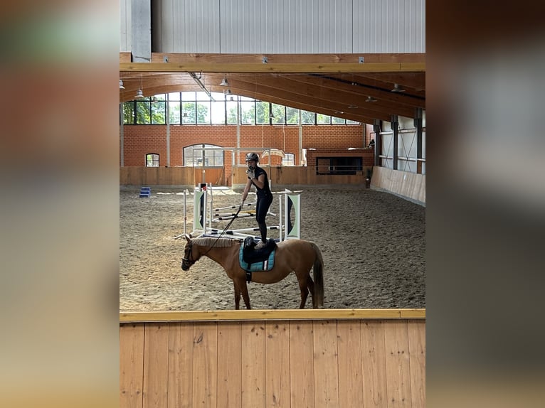 German Riding Pony Mare 13 years 14.2 hh Red Dun in Stuhr