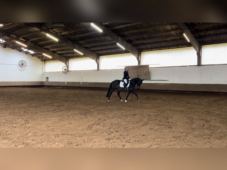 German Riding Pony Mare 13 years 14,2 hh Smoky-Black in Witten