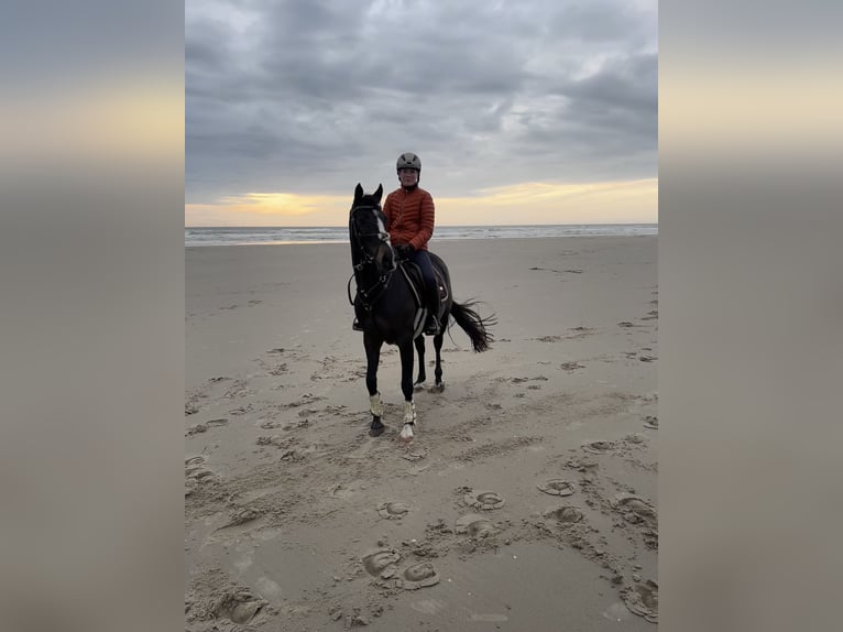 German Riding Pony Mare 13 years 14,2 hh Smoky-Black in Witten