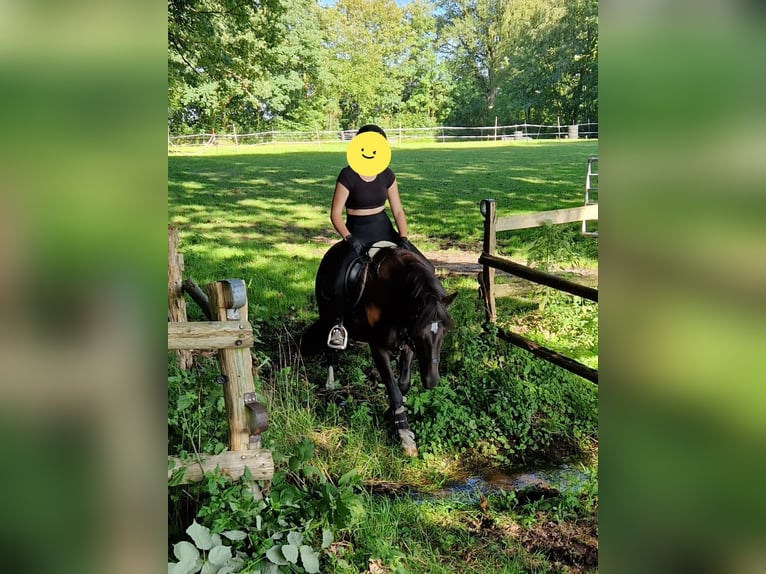 German Riding Pony Mare 13 years 14 hh Black in Hamburg Lemsahl-Mellingstedt German Riding Pony Mare 13 years 14 hh Black in Hamburg Lemsahl-Mellingstedt