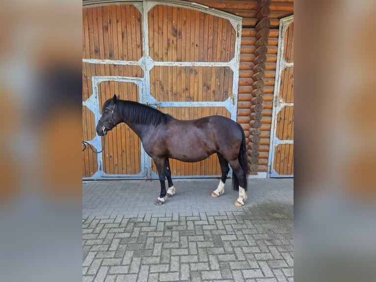German Riding Pony Mare 13 years 14 hh Black in Hamburg Lemsahl-Mellingstedt German Riding Pony Mare 13 years 14 hh Black in Hamburg Lemsahl-Mellingstedt