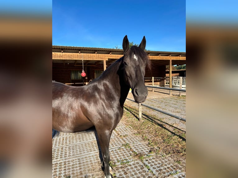 German Riding Pony Mare 13 years 14 hh Black in Hamburg Lemsahl-Mellingstedt German Riding Pony Mare 13 years 14 hh Black in Hamburg Lemsahl-Mellingstedt