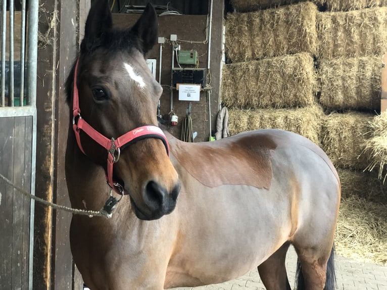 German Riding Pony Mare 13 years 14 hh Brown in Rheda-Wiedenbrück