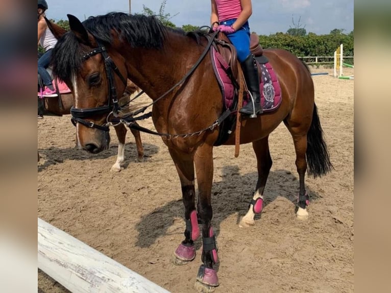 German Riding Pony Mare 13 years 14 hh Brown in Hohne