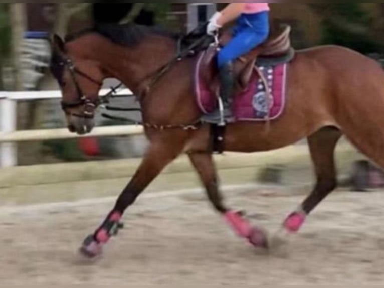 German Riding Pony Mare 13 years 14 hh Brown in Hohne