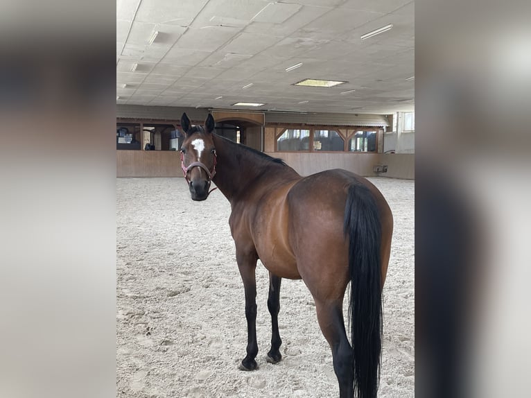 German Riding Pony Mare 13 years 14 hh Brown in Kolkwitz