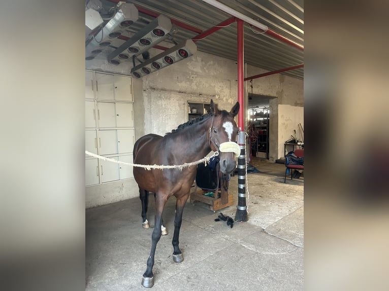 German Riding Pony Mare 13 years 14 hh Brown in Kolkwitz