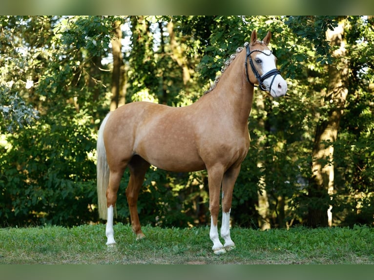 German Riding Pony Mare 13 years 14 hh in Stromberg