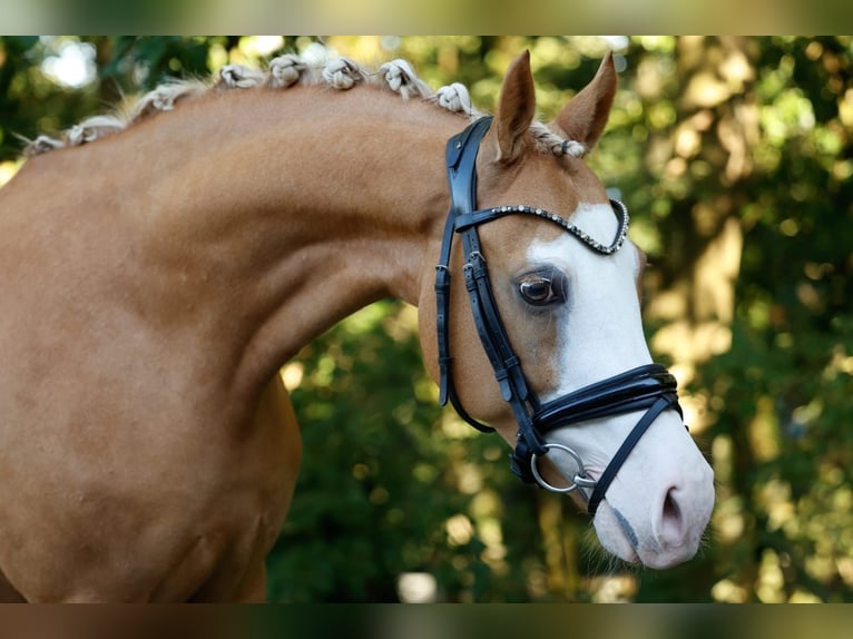 German Riding Pony Mare 13 years 14 hh in Stromberg