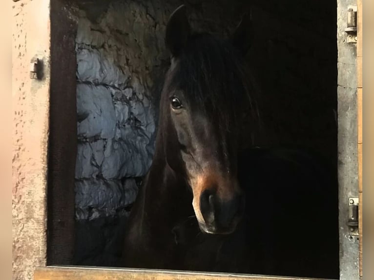 German Riding Pony Mare 13 years 14 hh Smoky-Black in Brombachtal