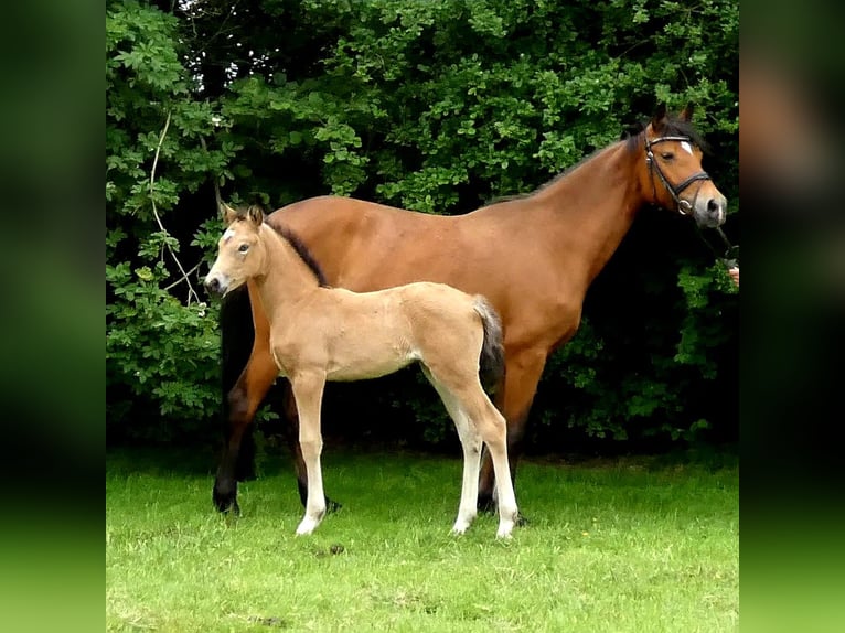 German Riding Pony Mare 13 years 14,1 hh Brown in Westerkappeln
