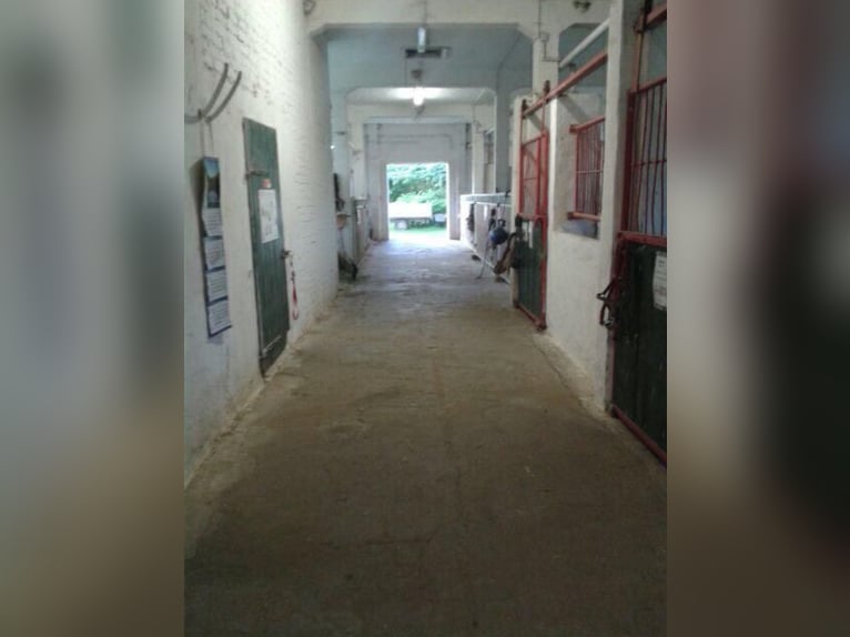 German Riding Pony Mare 13 years 14,1 hh Brown in KrackowKrackow