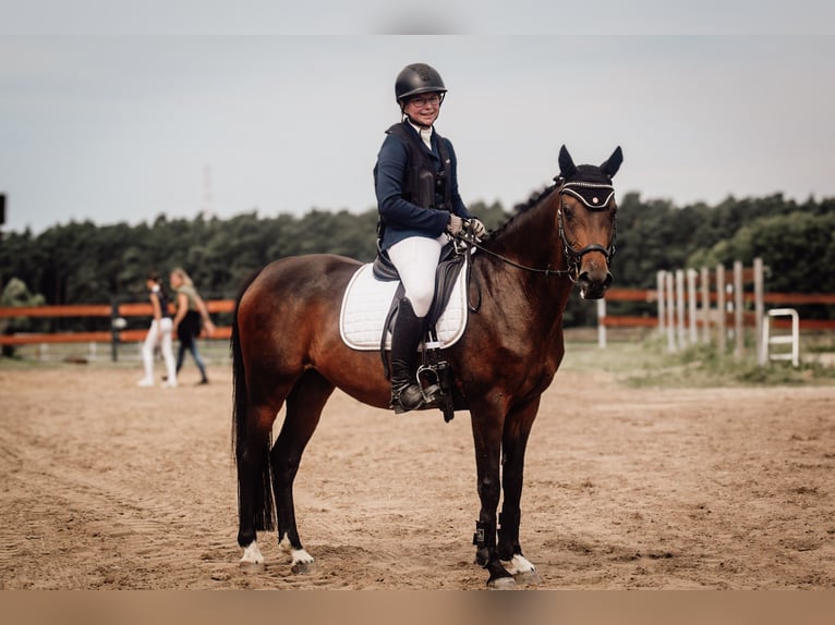 German Riding Pony Mare 13 years 14,1 hh Brown in KrackowKrackow