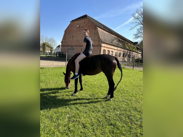 German Riding Pony Mare 13 years 14,1 hh Brown in KrackowKrackow