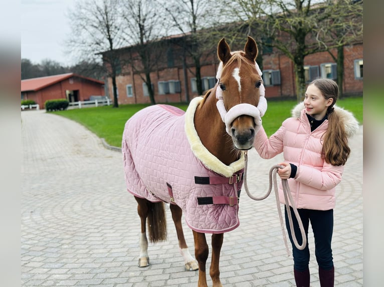 German Riding Pony Mare 13 years 14,1 hh Chestnut in Tangstedt