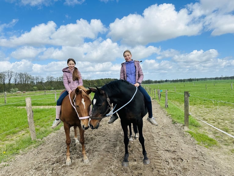 German Riding Pony Mare 13 years 14,1 hh Chestnut in Tangstedt