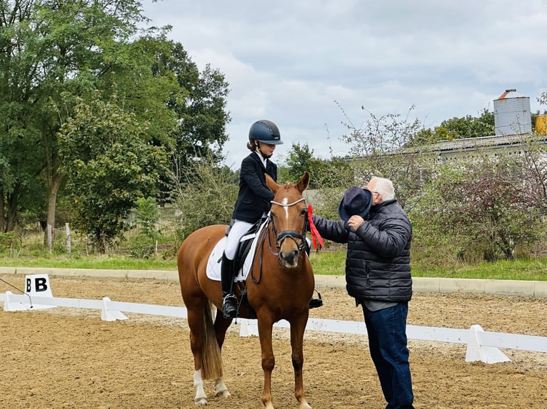 German Riding Pony Mare 13 years 14,1 hh Chestnut in Tangstedt