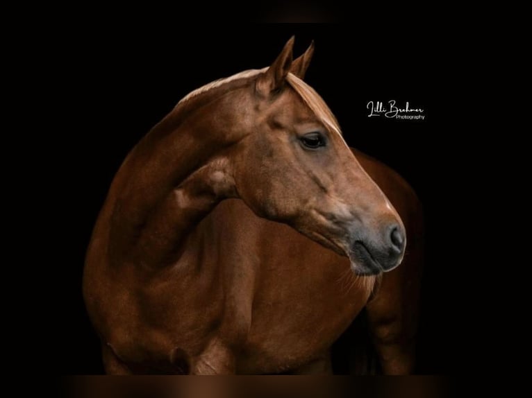 German Riding Pony Mare 13 years 14,1 hh Chestnut in Tangstedt