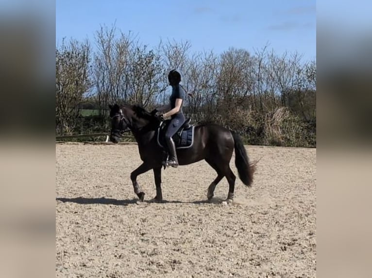 German Riding Pony Mare 13 years 14,1 hh Chestnut in Dänischenhagen
