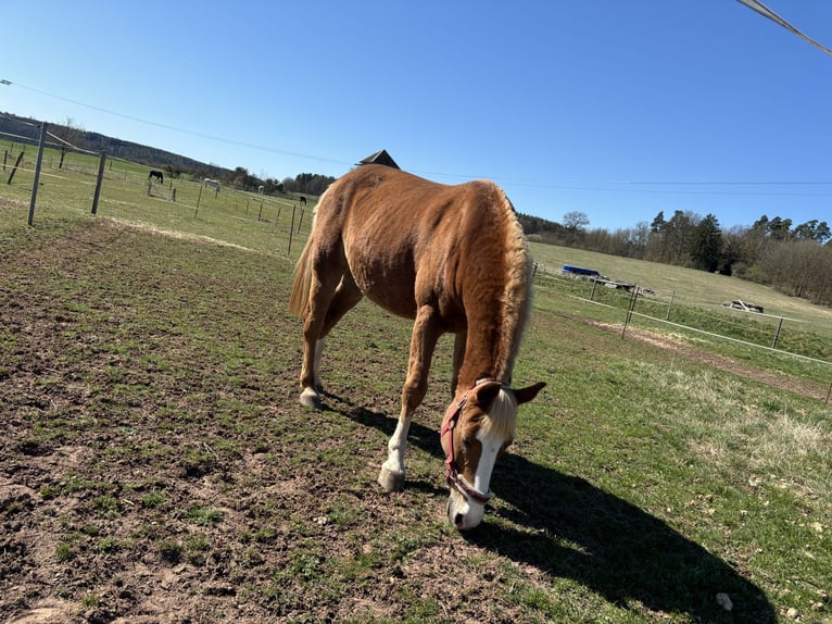 German Riding Pony Mare 13 years 14,1 hh Chestnut-Red in Stedtlingen