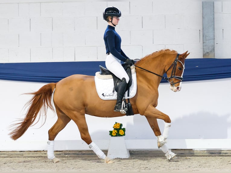 German Riding Pony Mare 13 years 14,1 hh Chestnut-Red in Marsberg