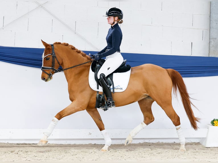 German Riding Pony Mare 13 years 14,1 hh Chestnut-Red in Marsberg