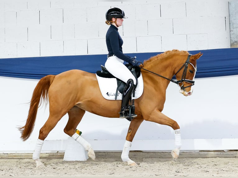 German Riding Pony Mare 13 years 14,1 hh Chestnut-Red in Marsberg