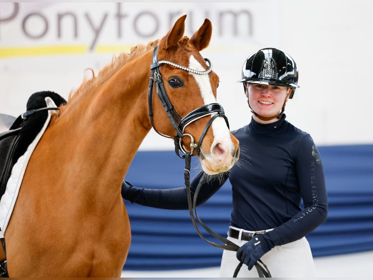 German Riding Pony Mare 13 years 14,1 hh Chestnut-Red in Marsberg