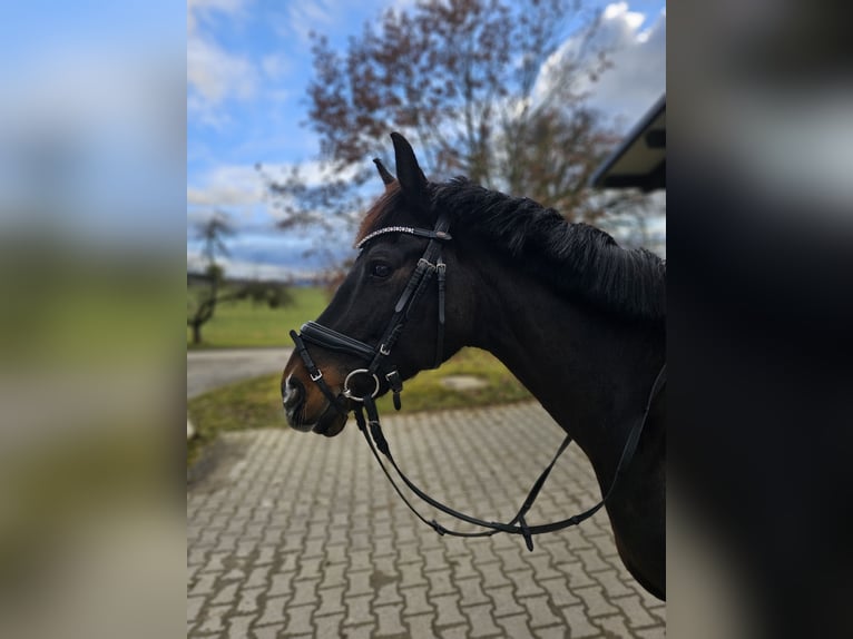 German Riding Pony Mare 13 years 14,2 hh Bay-Dark in Aspach
