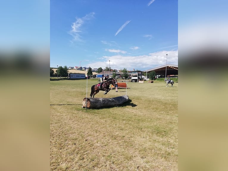 German Riding Pony Mare 13 years 14,2 hh Bay-Dark in Aspach