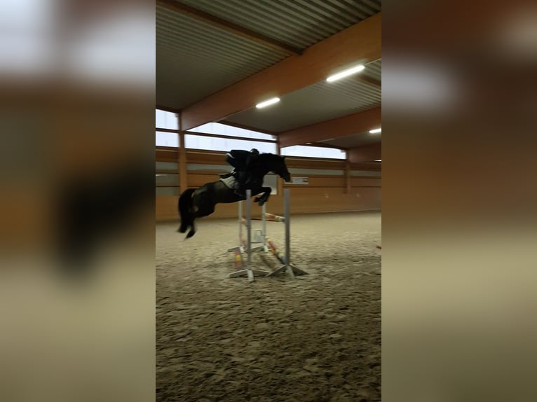 German Riding Pony Mare 13 years 14,2 hh Bay-Dark in Aspach