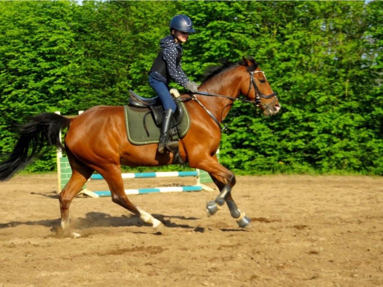 German Riding Pony Mare 13 years 14,2 hh Brown in Winsen (Aller) German Riding Pony Mare 13 years 14,2 hh Brown in Winsen (Aller)