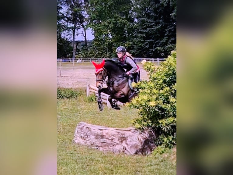 German Riding Pony Mare 13 years 15 hh Bay-Dark in Osternienburger Land