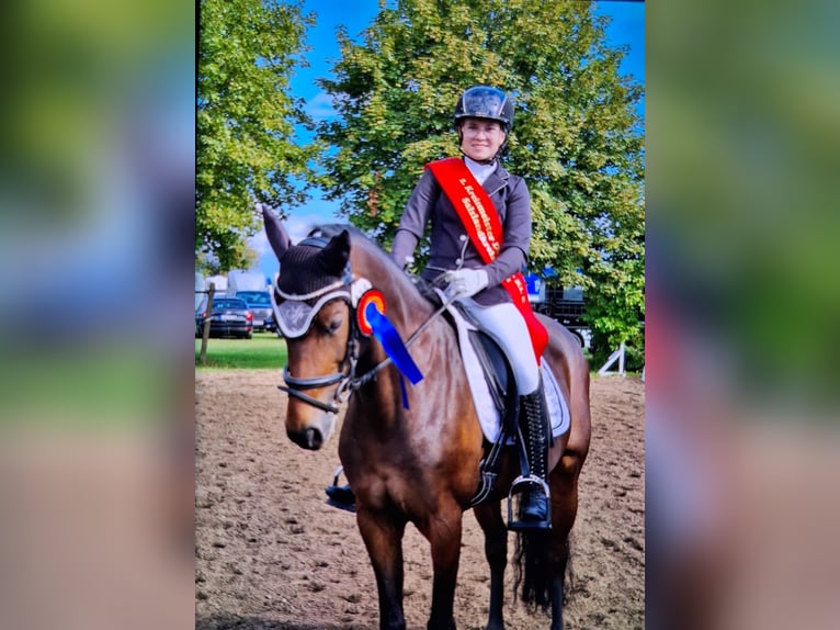 German Riding Pony Mare 13 years 15 hh Bay-Dark in Osternienburger Land