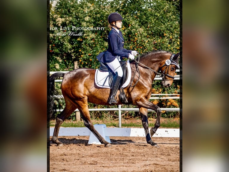 German Riding Pony Mare 13 years 15 hh Bay-Dark in Osternienburger Land