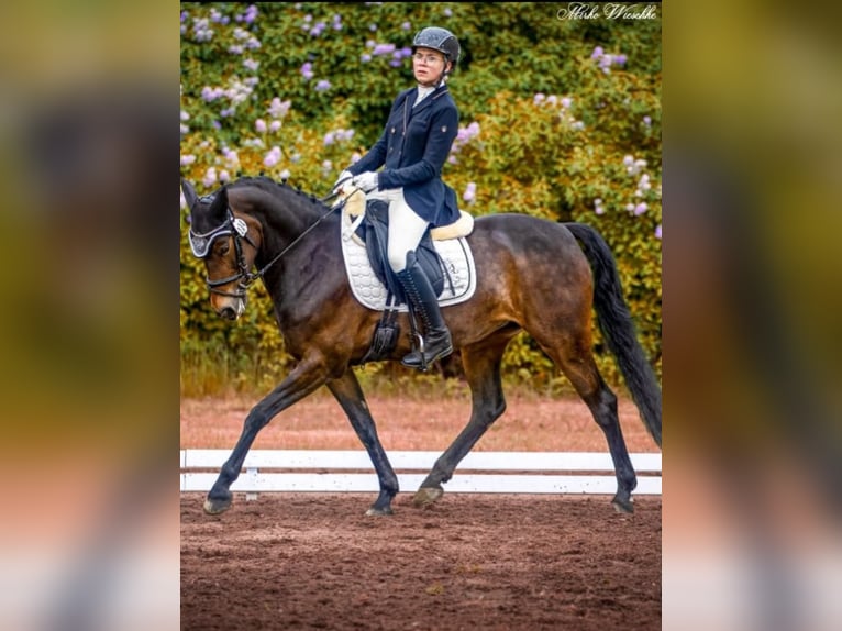 German Riding Pony Mare 13 years 15 hh Bay-Dark in Osternienburger Land