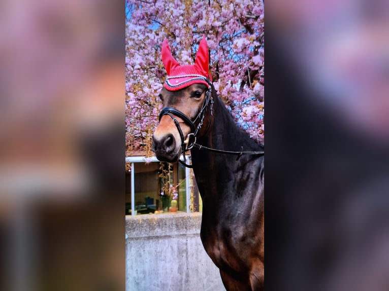 German Riding Pony Mare 13 years 15 hh Bay-Dark in Osternienburger Land