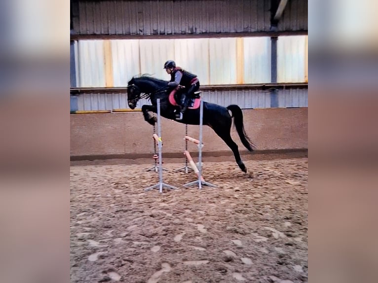 German Riding Pony Mare 13 years 15 hh Bay-Dark in Osternienburger Land