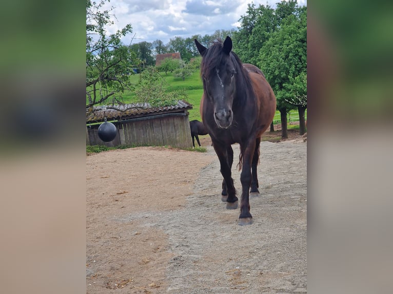 German Riding Pony Mix Mare 14 years 13,1 hh Black in Sternenfels