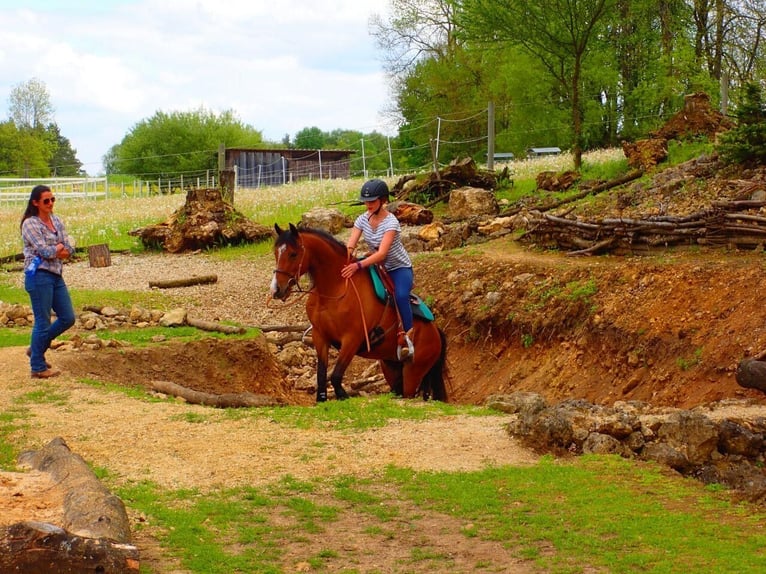German Riding Pony Mare 14 years 13.2 hh  in Birgland