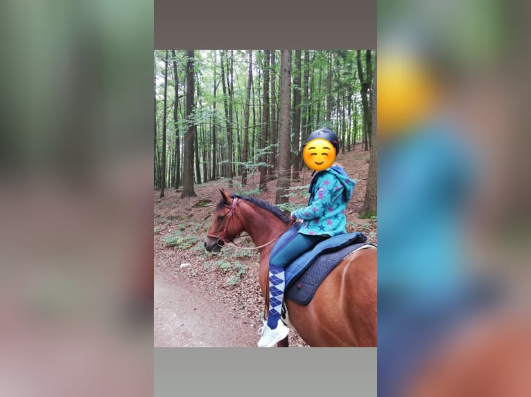 German Riding Pony Mare 14 years 13.2 hh  in Birgland