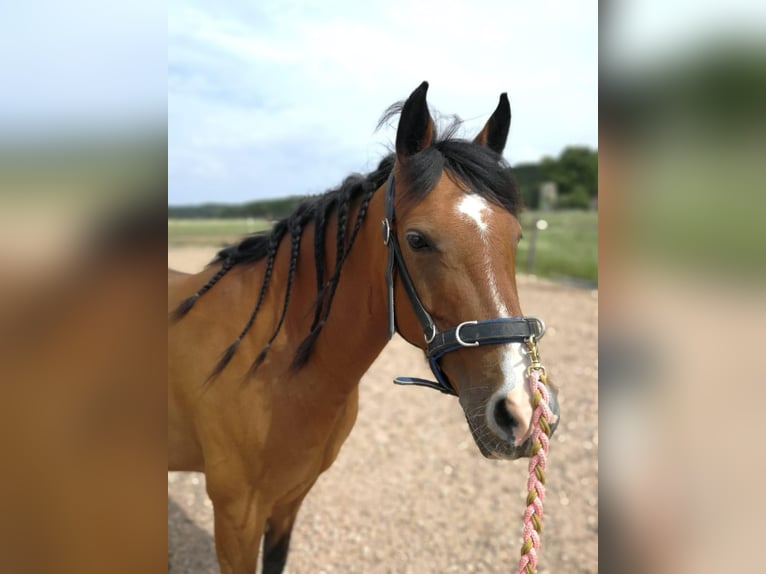 German Riding Pony Mare 14 years 13.2 hh  in Birgland