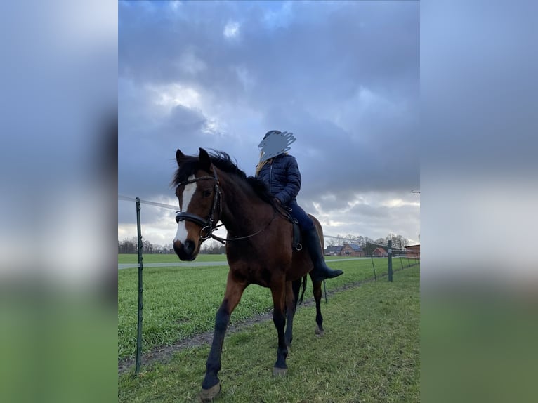 German Riding Pony Mix Mare 14 years 13.3 hh Bay-Dark in Steinfurt