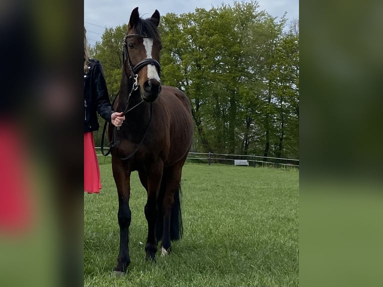 German Riding Pony Mix Mare 14 years 13.3 hh Bay-Dark in Steinfurt