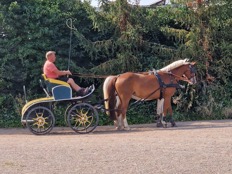 German Riding Pony Mare 14 years 13.3 hh Chestnut-Red in Schkeuditz