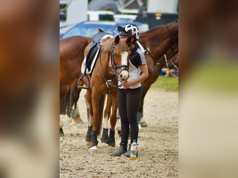 German Riding Pony Mare 14 years 13.3 hh Chestnut-Red in Schkeuditz