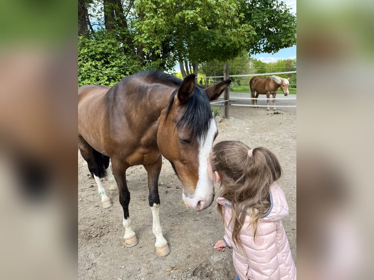 German Riding Pony Mare 14 years 13.3 hh Smoky-Black in Kleve