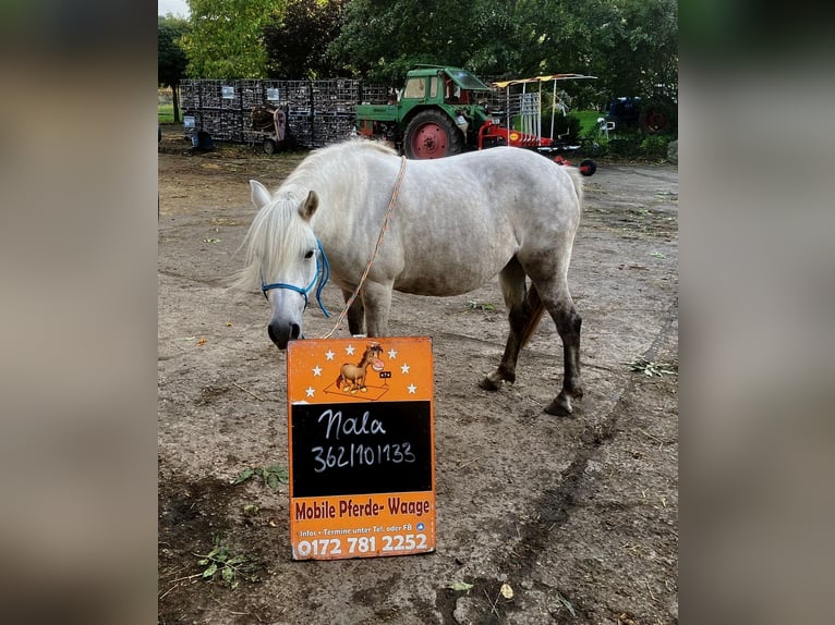 German Riding Pony Mix Mare 14 years 13 hh Grey-Red-Tan in Frose