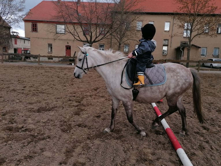 German Riding Pony Mix Mare 14 years 13 hh Grey-Red-Tan in Frose